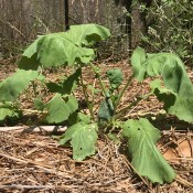 A plant with large leaves growing in a garden.