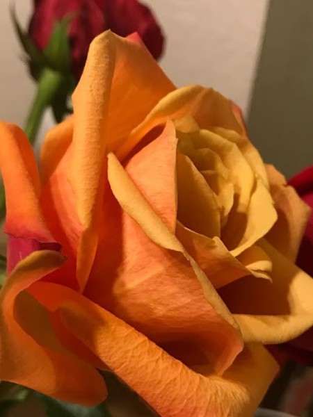 A yellow orange rose in a bouquet.