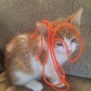 A small orange and white kitten with yarn on it's head.