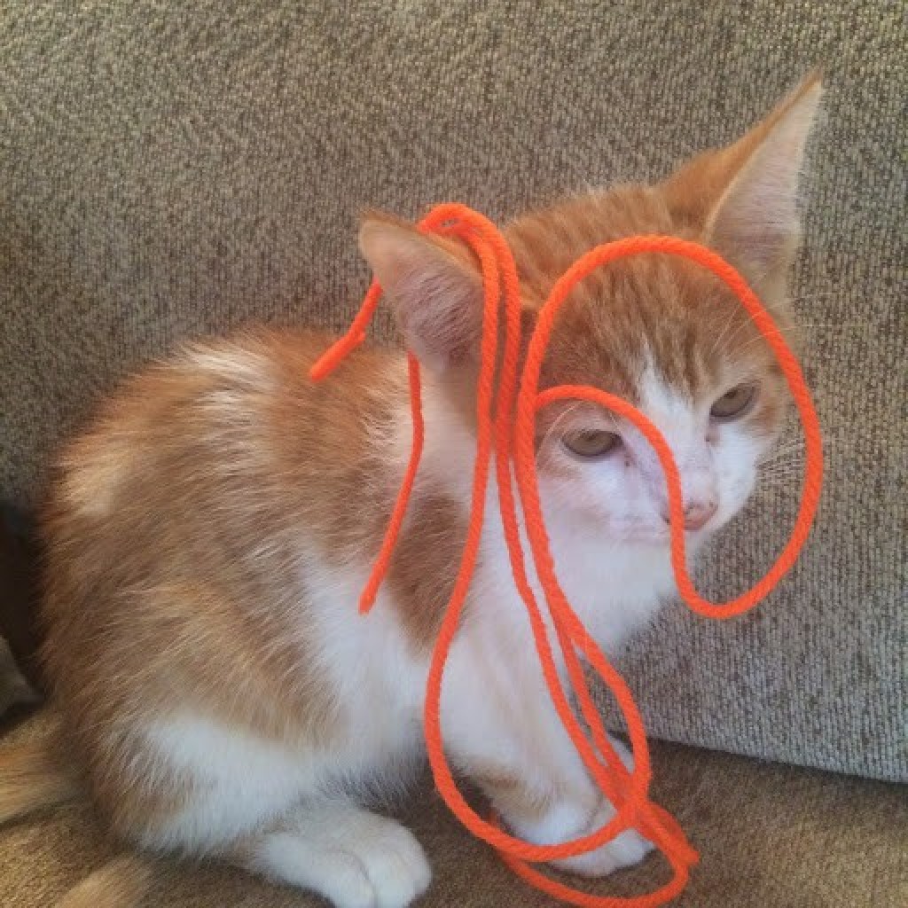hercules-cat-thriftyfun