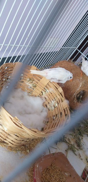 Finches Covered Their Eggs with Cotton? - finch in cage with a wicker nest with a layer of cotton over the eggs