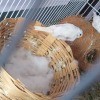 Finches Covered Their Eggs with Cotton? - finch in cage with a wicker nest with a layer of cotton over the eggs