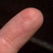 Identifying Super Tiny Black Biting Bugs?
