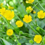 A field of yellow buttercups.