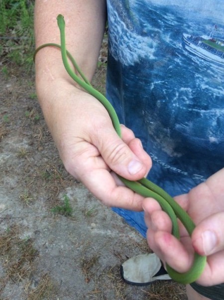 Rough Green Snake - bright green slender snake