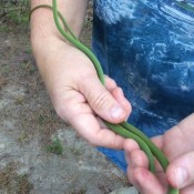 Rough Green Snake - bright green slender snake