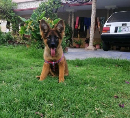 Is My Dog a German Shepherd?