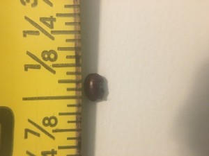 Is This a Brown Banded Roach Egg Case?  - egg case next to a ruler
