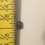 Is This a Brown Banded Roach Egg Case?  - egg case next to a ruler