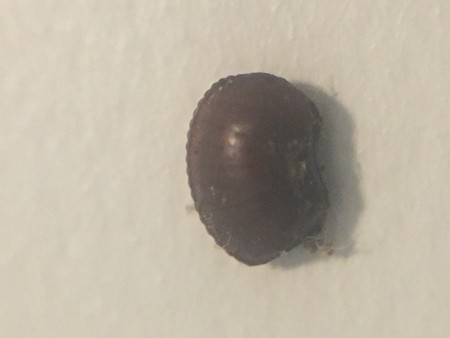 Is This a Brown Banded Roach Egg Case?