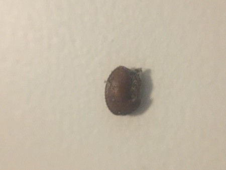 Is This a Brown Banded Roach Egg Case?