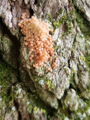 Identifying Insect Eggs? - cluster of round pinkish insect eggs on tree bark
