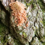 Identifying Insect Eggs? - cluster of round pinkish insect eggs on tree bark