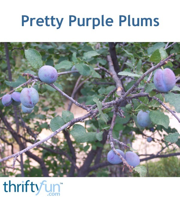 Pretty Purple Plums | ThriftyFun