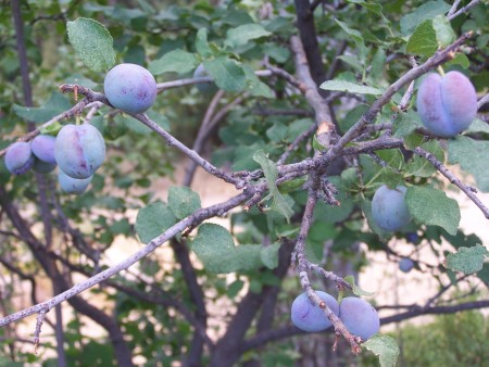 Pretty Purple Plums - purple plums on a roadside tree in Arizona