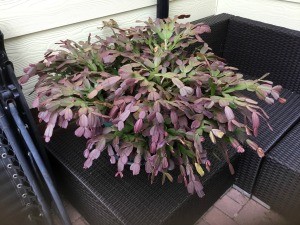 Dividing a 30 Year Old Christmas Cactus? - large Christmas cactus on patio furniture