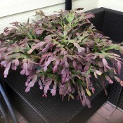 Dividing a 30 Year Old Christmas Cactus? - large Christmas cactus on patio furniture