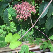 What Type of Insect Eggs Are These? - pink conical eggs