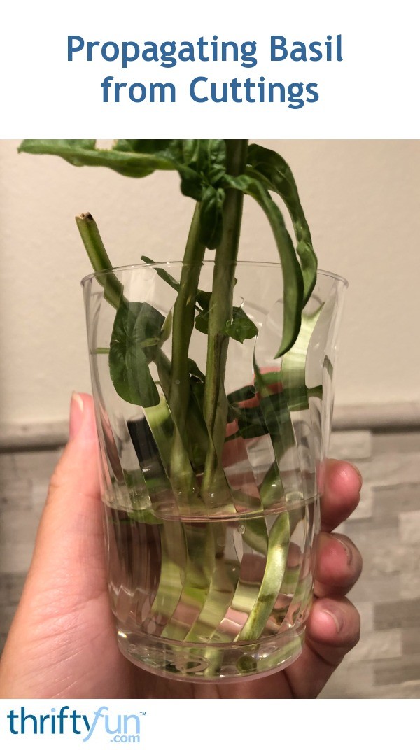 Propagating Basil from Cuttings ThriftyFun