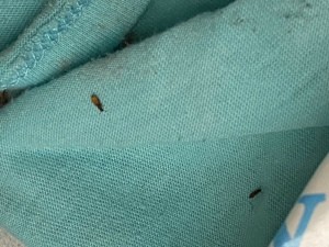 Identifying a Tiny Brown Bug? | ThriftyFun