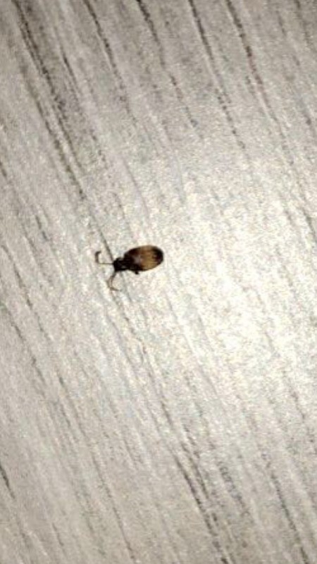 A small bug on a white background.