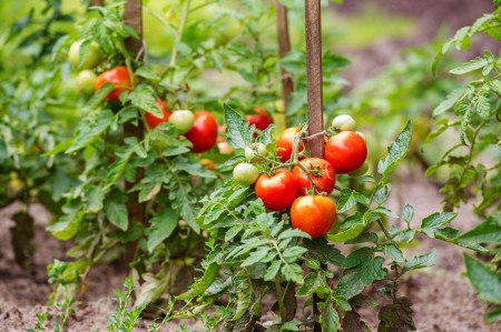 Tomatoes growing in a garden.