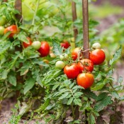 Tomatoes growing in a garden.