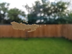 A collection of tiny eggs on a sliding glass door.