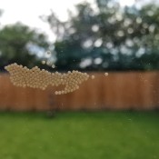 A collection of tiny eggs on a sliding glass door.