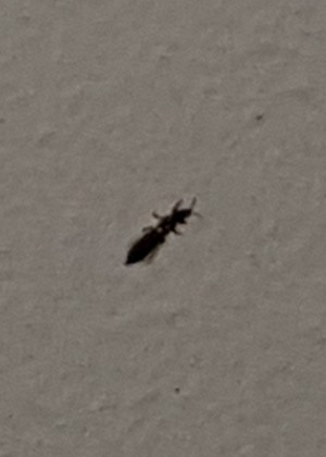 A tiny bug on a white background.