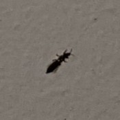 A tiny bug on a white background.
