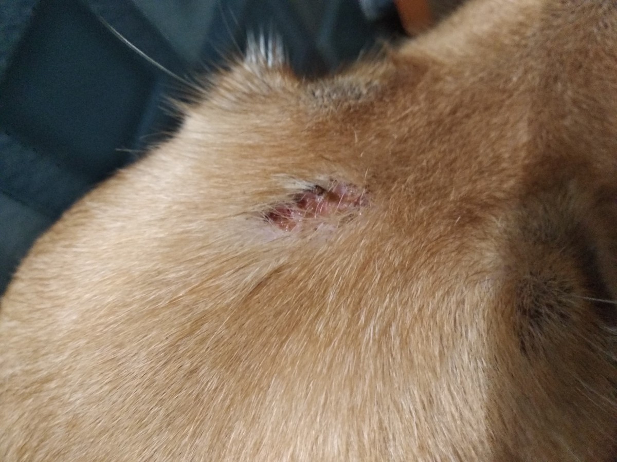 Small Bumps On Dogs Skin