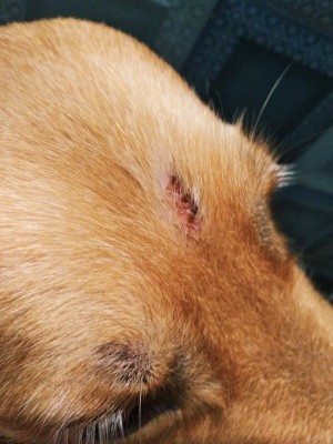Identifying and Treating Bumps on Dog's Head? - closeup of area
