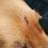 Identifying and Treating Bumps on Dog's Head? - closeup of area