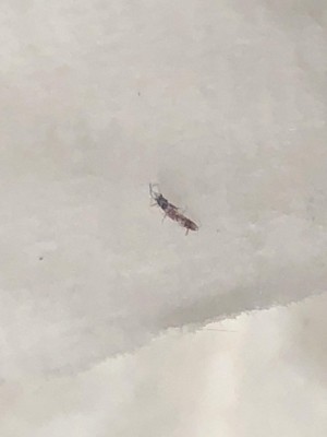 A picture of a tiny narrow bug on a white background.