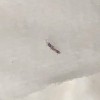 A picture of a tiny narrow bug on a white background.