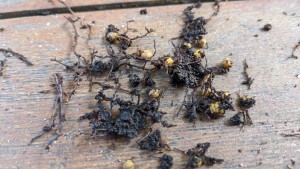 Insect eggs mixed with dark debris on a deck.