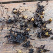 Insect eggs mixed with dark debris on a deck.