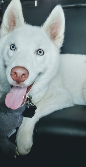 What Kind of Husky Is My Dog? - white puppy with ice blue eyes