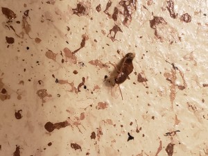 What Sort of Bug Is It? - brown bug