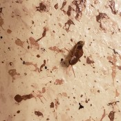 What Sort of Bug Is It? - brown bug