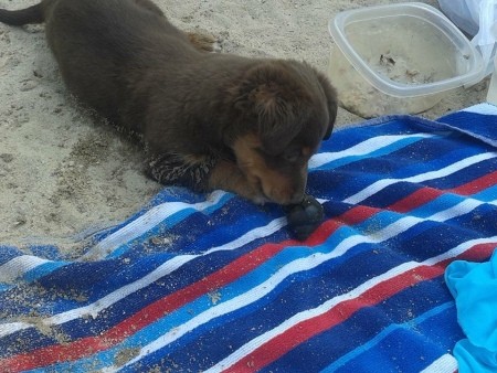 A small dog at the beach.