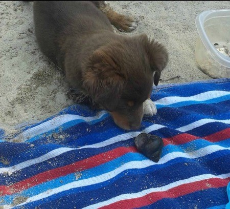 A small dog at the beach.