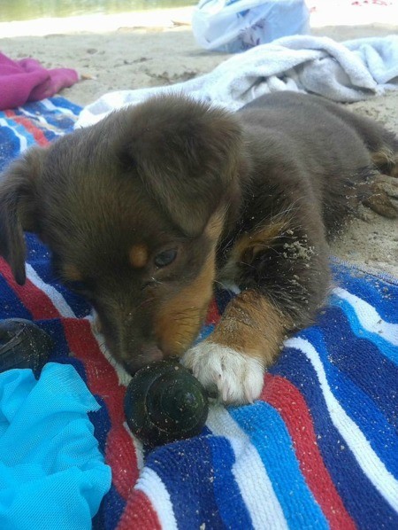 A small dog at the beach.