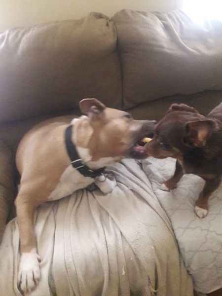 Two dogs playing together.