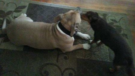 Two dogs playing together.