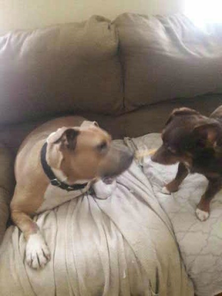 Two dogs playing together.