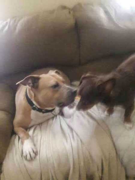 Two dogs playing together.