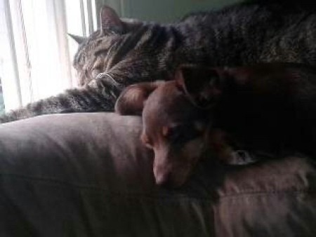 A small dog sleeping with a cat.