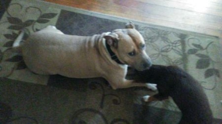 Two dogs playing together.